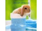 ЧТО НЕСЕТ ГОД КОТА (КРОЛИКА)  КАЖДОМ ЗНАКУ?